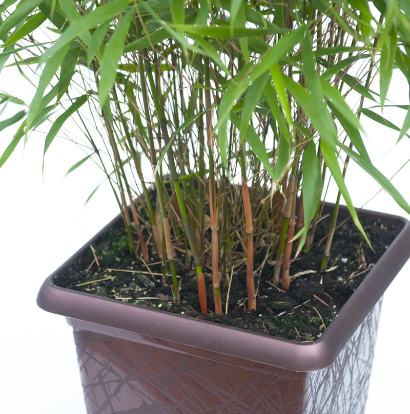 bambou-non-tracant-en-pot